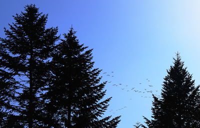 Low angle view of pine tree against sky