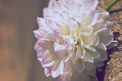 Close-up of pink dahlia 