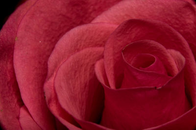 Full frame shot of red rose