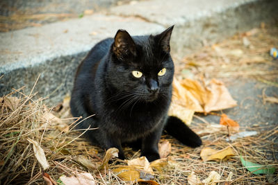 Close-up portrait of black cat