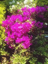 Purple flowers growing on plant