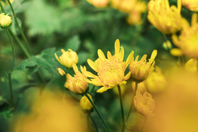 Close-up of yellow flowering plant