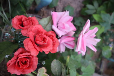 Close-up of pink roses