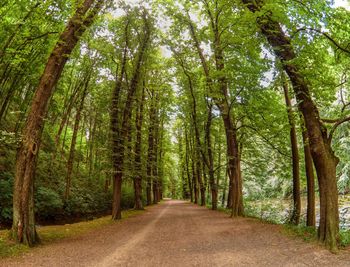 Footpath amidst trees in forest