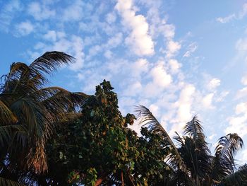 Low angle view of palm trees against sky