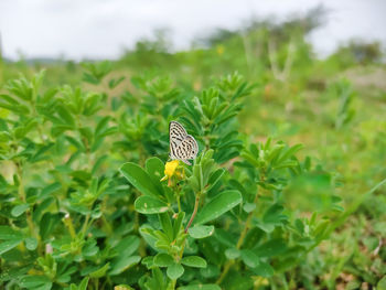 Close-up of butterfly pollinating on flower