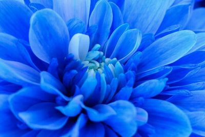 Close-up of purple flowers