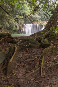 Scenic view of waterfall in forest