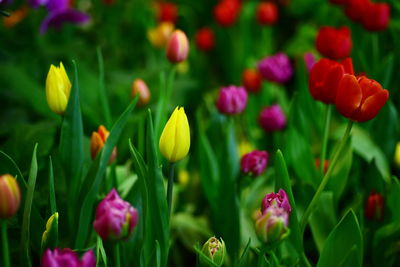 Close-up of purple tulip flowers on field