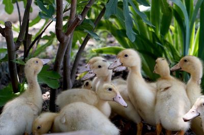 Ducks in a farm