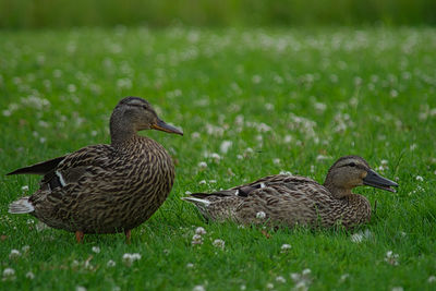 Mallard duck on field