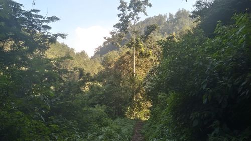 Trees in forest against sky