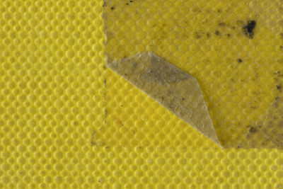 Full frame shot of yellow lizard
