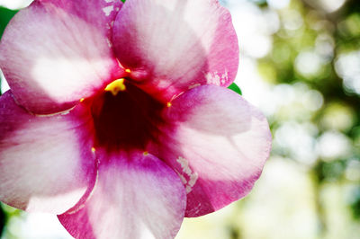 Close-up of pink flowers