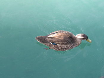 High angle view of duck swimming in lake