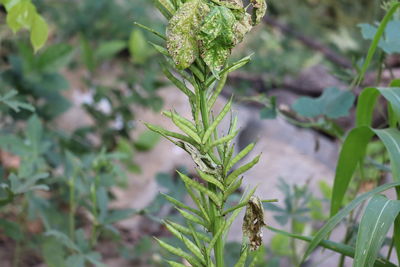 Close-up of plant growing on field