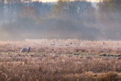 View of sheep on field