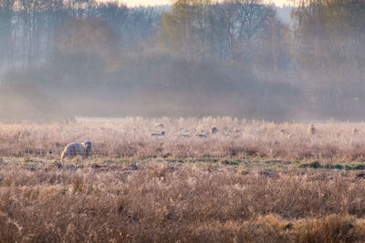 View of sheep dog and sheep on field