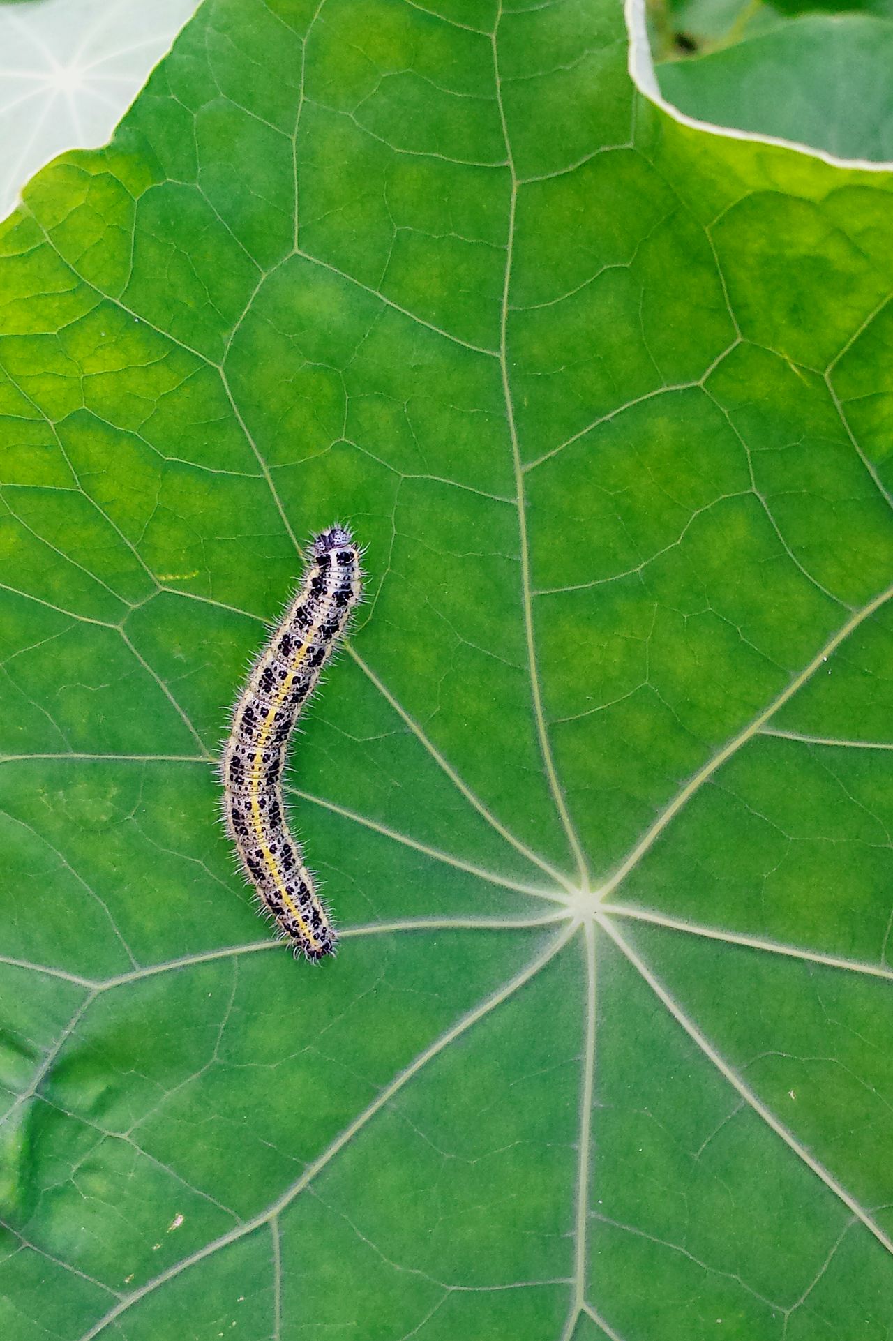 Caterpillar on cress leaf