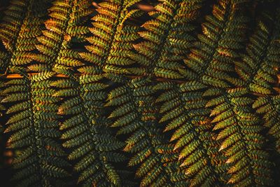 Full frame shot of palm tree