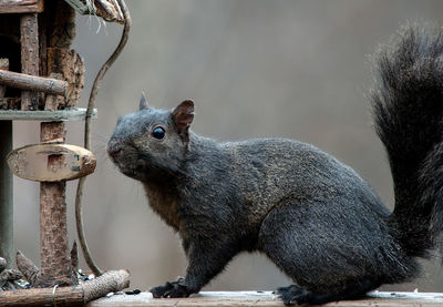 Close-up of squirrel