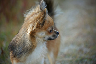 Close-up of dog looking away while standing outdoors