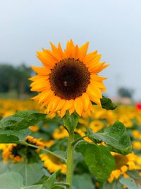 Close-up of yellow sunflower against sky