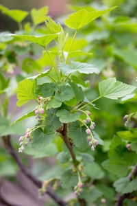 Close-up of green plant