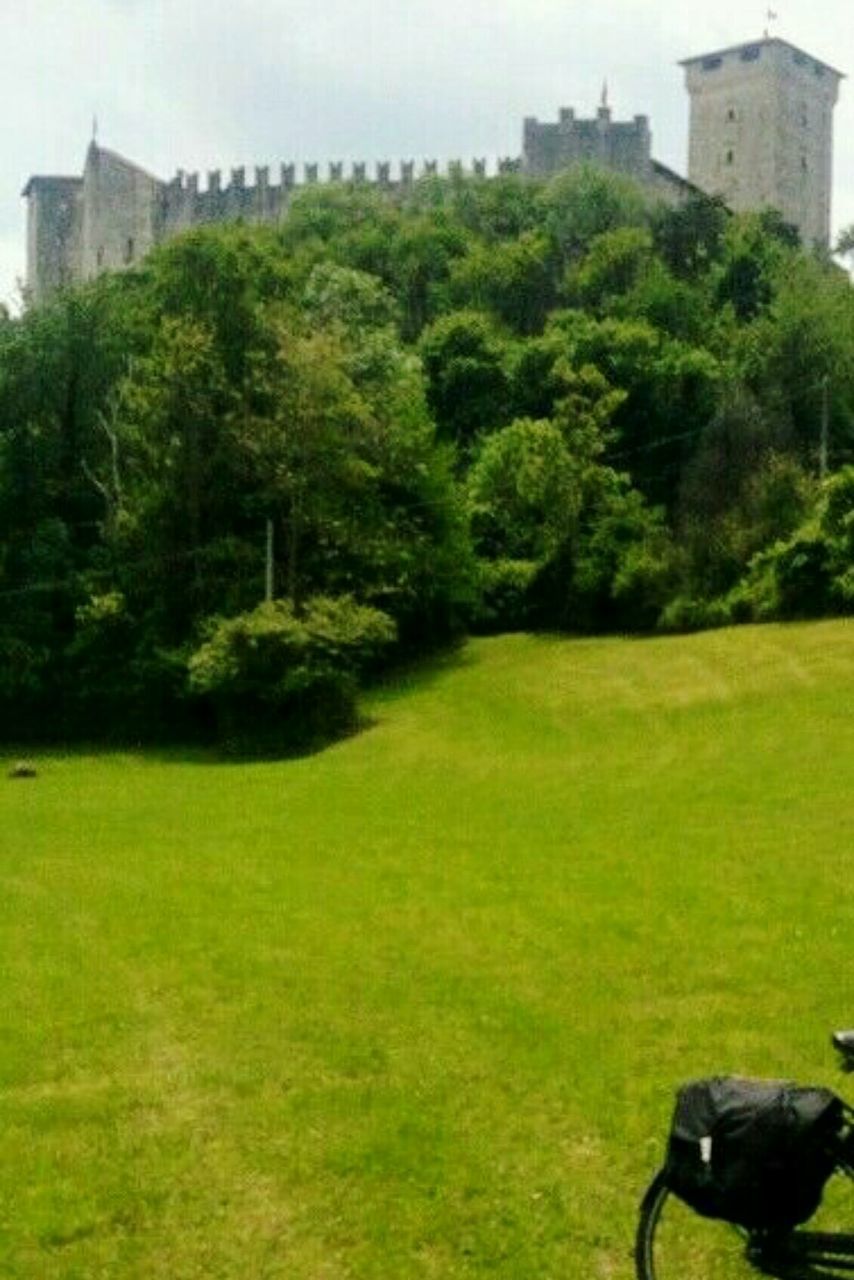 TREES GROWING ON GOLF COURSE