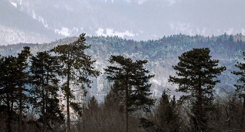 Panoramic view of pine trees in forest during winter