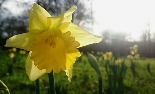 Close-up of yellow flower