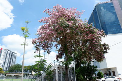 Low angle view of flowering trees by buildings against sky