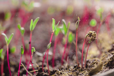Heap of beet microgreens. healthy eating concept of fresh garden produce organically grown as a symbol of health and vitamins from nature. microgreens closeup.