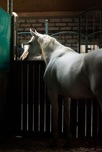 View of white horse in stable