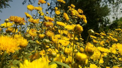 Close-up of yellow flowers blooming in field