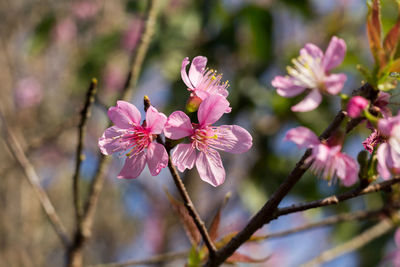  wild himalayan cherry with color is pink in the phu lom lo tourist attraction loei province thailand