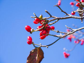 Low angle view of red berries on tree against sky