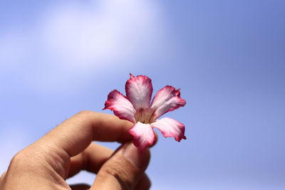 Close-up of hand holding pink flower against blue sky