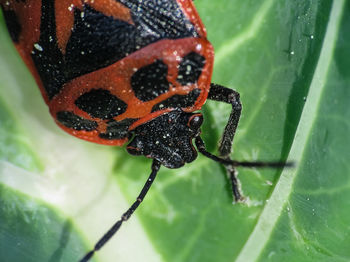 Close-up of insect on leaf