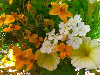 Close-up of yellow flowers blooming outdoors