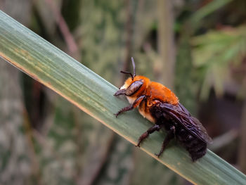 Close-up of insect on leaf