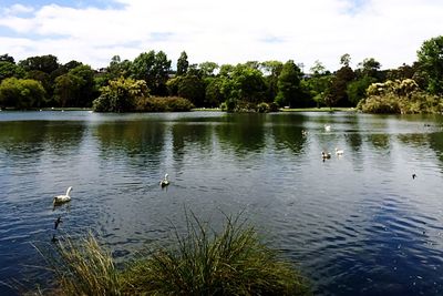Bird flying over calm lake