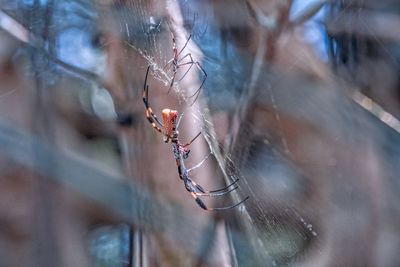 Close-up of spider on web