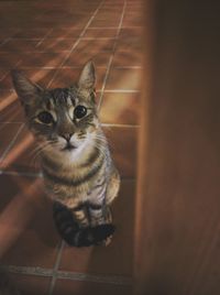 Close-up portrait of cat sitting