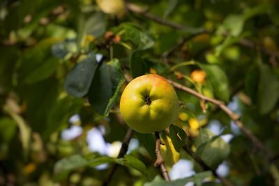 Low angle view of fruits on tree