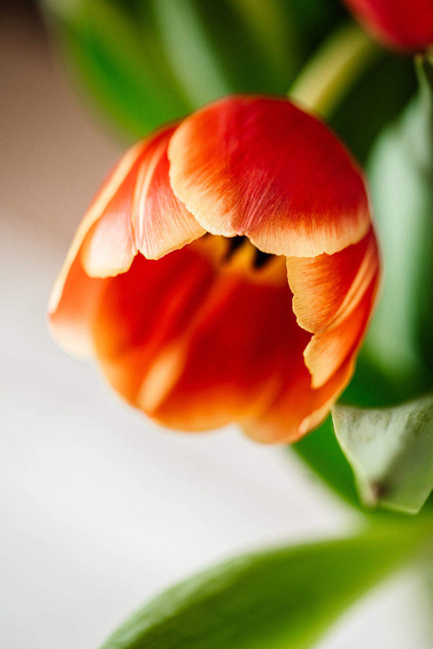 plant, flower, close-up, beauty in nature, macro photography, freshness, nature, flowering plant, yellow, leaf, red, petal, plant part, no people, fragility, growth, food, tulip, outdoors, orange color, selective focus, flower head, focus on foreground, food and drink, vegetable, green, inflorescence