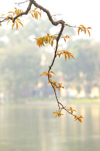 Close-up of plant against sky