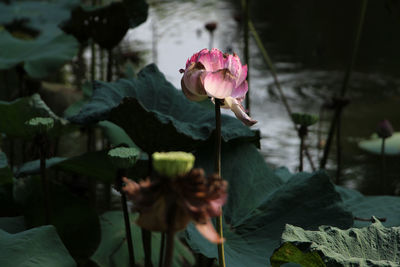 Close-up of pink lotus water lily