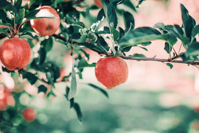 Beautiful ripe red apples on branches in orchard garden. organic sweet fruits hanging 