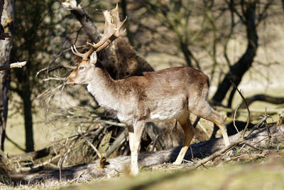 Deer in a forest